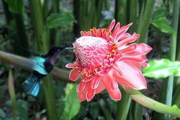 A Taste of Fond Doux Private Walking Tour 