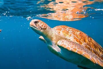 Harbour Lights-Chair & Turtle Shipwreck Snorkeling Tour (10:30-1:30pm)