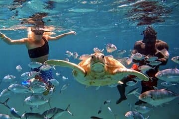 Harbour Lights-Chair & Turtle Shipwreck Snorkeling Tour (10:30-1:30pm)