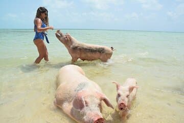 Schwimmende Schweine & Tour mit Transport nach Rose Island