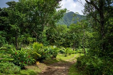 Liamuiga Natural Farm Tour - St. Kitts' Kaffeefarm