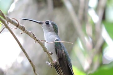 Observación de aves en grupos pequeños Sian Kaan con guía profesional