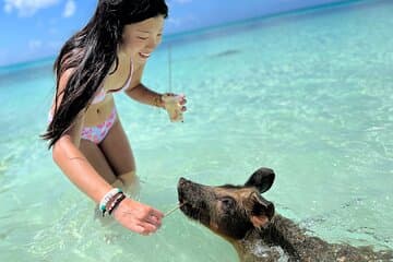 Esperienza dei maialini che nuotano alle Bahamas a Rose Island