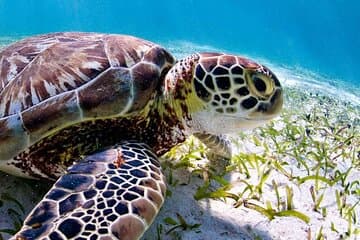 Marine Park - Private Bootscharter mit LOKALEM Kapitän / Fortgeschrittener