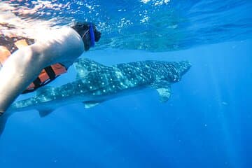Walhai-Abenteuer in Isla Mujeres und Cancun