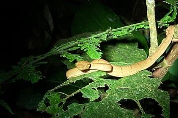Aventures nocturnes à Monteverde