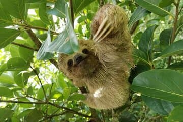 Sloth Tour in Rainforest, Waterfall, Organic Coffee and Chocolate