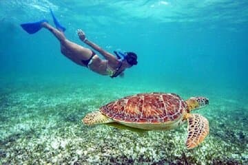 Vela com snorkel de tartaruga em Buck Island saindo do Frenchman's Reef