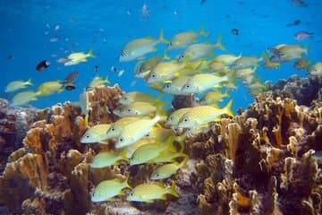 Visite privée de l'île du Sud et combinaison de tuba