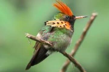 El Suzanne Estate Birding & Nature Reserve Tour