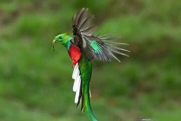 Il tour del Quetzal a Monteverde