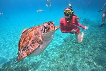 Curazao : Natación con Tortugas Marinas se encuentra con playa de tortugas marinas
