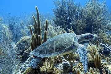 Aventura de snorkel en el parque marino de Bonaire