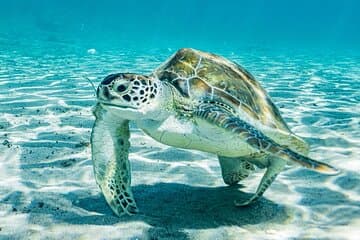 Snorkel con tortugas y playa Kenepa Grandi: excursión de un día a la isla n.º 1