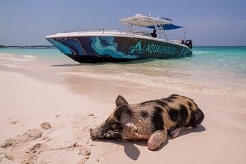 Avventura alle Bahamas: maiali, barriera corallina, tartarughe e spiaggia con pranzo