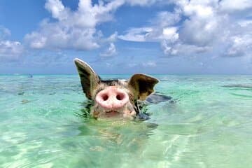 Nassau: Swimming Pigs & Island Escape with Bahamian Lunch