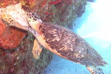 Stingray Sandbar, buceo y Starfish Point