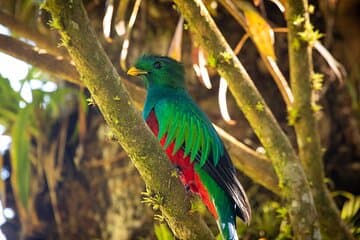 Monteverde Nebelwaldführung mit Experten Naturforscher