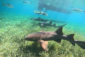 Snorkeling at Hol Chan Marine Reserve and Shark Ray Alley