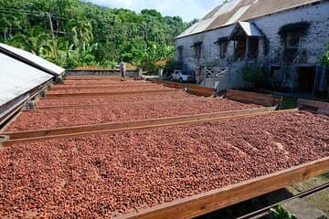 Full-Day Tour: Concord Waterfall, Chocolate Factory, Rum Distillery, Grand Etang