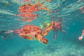 Tulum Ruinen, Meeresschildkröten und Cenote Swim Abenteuer Tour