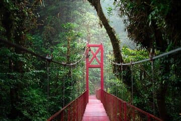 Monteverde Cloud Forest Guided Tour