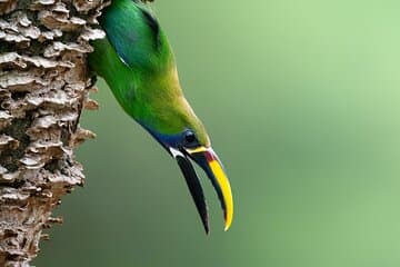 Monteverde Cloud Forest Guided Tour