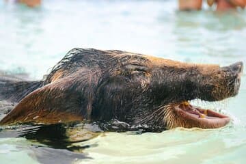 Rose Island Schwimmschweine & Strand Schnorchelerlebnis Nassau 