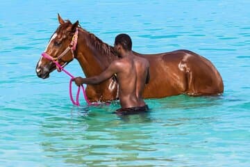 Carlisle Bay Swimming Horses Petit déjeuner et journée plage