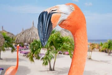 Excursión de un día con todo incluido a Aruba De Palm Island