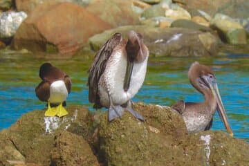 Paseo por la naturaleza de Magens Bay y aventura en kayak con manos libres premium