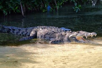 Tour en bicicleta por la reserva de Sian Kaan y pesca en Crocodile Bridge & Meal