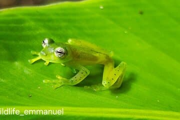 Escursione notturna nella foresta di Monteverde