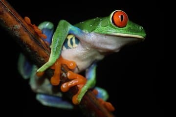 Night Walk Around Arenal Volcano