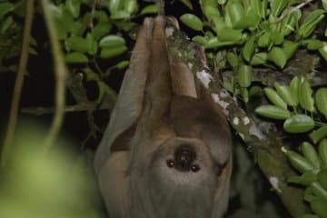 Nachterkundung im Nebelwald von Monteverde