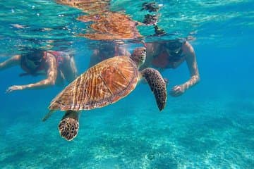 San Juan : plongée avec des tortues et vidéos gratuites